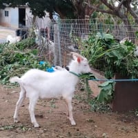 今日の山羊さん🐐