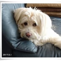 ルリマツリの剪定★コプロスマに花★覗ける！ちょっとだけね。