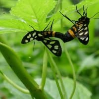 小さなバッタと紫陽花