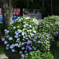 下仁田あじさい園・小野池あじさい公園等