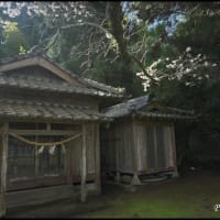 地域神社を見守る桜