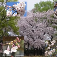久しぶりにカメラを持って・・・