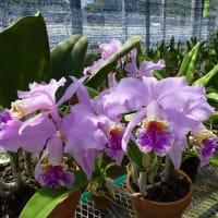 C. mossiae ' No.2653 '　（株No.2653）