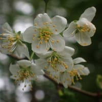 ミヤマザクラ　一番遅く咲く桜