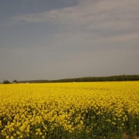 田園風景に現れる黄色い絨毯
