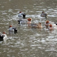 ヒドリガモ、ユリカモメ