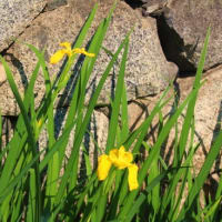 入梅間近の花々と奈良「山野辺の道」歩き①