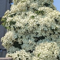 2025.06.20 市内で見つけたヤマボウシ