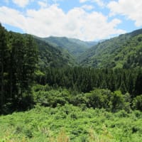 ブッポウソウの巣箱かけ。(7/20＊日）