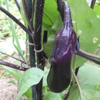 今、育っている野菜他・・・