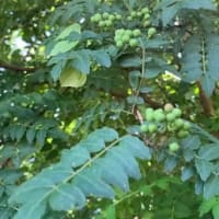 秘められた大和パワー山椒を深掘り　序