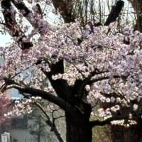やっと、札幌にも桜が