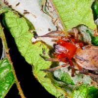 ムナアカフクログモ　♀