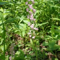 7月最初の教室　ヤマユリ咲く森