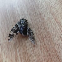 ワイルドだぜ〜