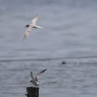 何時もの沼でコアジサシ（３日）