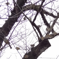 2025年2月　２週連続で上野公園（２）不忍池