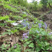 鋸山(花立峠)・山野草・サンカヨウ　2025/05/19