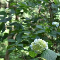 森にひっそりと咲く。