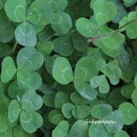 GREEN2　#20