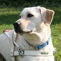「盲導犬協会への寄付」