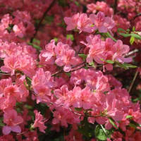 野の花花見ゆっくりWALK