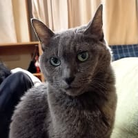 今日はロッシーさんの月命日