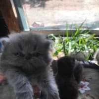 いたずら子猫ちゃん♪(=・∀・)