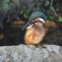 探鳥の醍醐味とは？