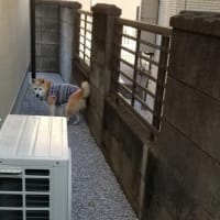クリンへの想いは尽きなくて・・・308