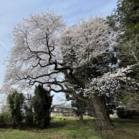 お花見①お寺のエドヒガンと氏神様の桜