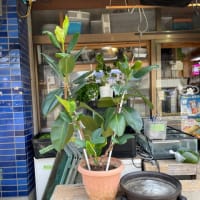 【買取り観葉植物】ゴムの木