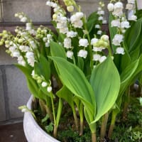 可憐なお花すずらん
