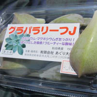 さくら　2008.5