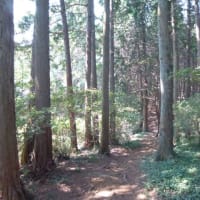 歯医者３回目（　＆　老人とニャン　）の巻