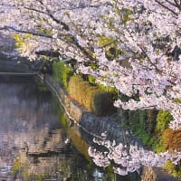 水鏡の花、桜四月
