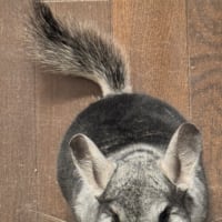 チンチラのいる生活