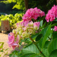 卯辰山菖蒲園へ。(6/20＊金）