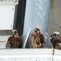 無事に巣立った4兄弟