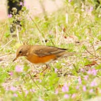 農業公園のアカハラ ・・・ 4月16日