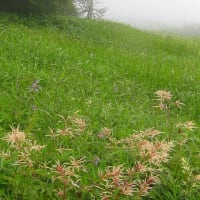 河東碧梧桐／夏断(げだち)して仏の痩を思ひけり