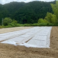 大豆種まき始める