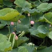 教育と遠方とワタシ