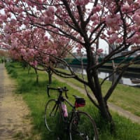 荒川の芝桜！