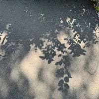 オサンポ walk - 植物plant : 影絵 a shadowgraph