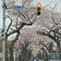 ✿。*.❀ 函館の桜も満開に ❀.*。✿