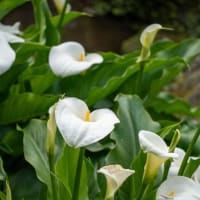 薫風の候【海蔵寺】今年も青モミジと赤色のデショウジョウの競演を