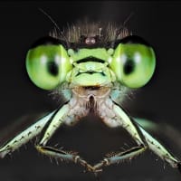 '25 昆虫の頭・顔  ～アオモンイトトンボ（オス）～