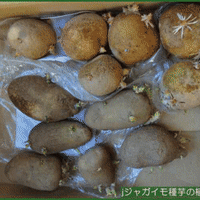 「晴れ」の天候に恵まれた昨日の昼過ぎから、「芽出し」が終わったジャガイモ種芋の植え付け作業を行って・・・