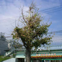 台風で傷めつけられた街路樹